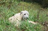 IRISH WOLFHOUND 073